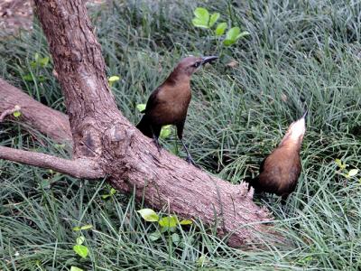 v3/39/1839/3/49638538.grackles.jpg