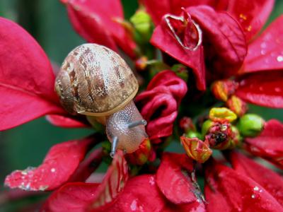 v3/39/1839/3/49638541.snail.jpg