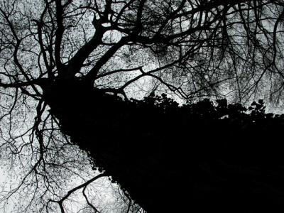 v3/39/1839/3/49638647.veryoldtree.jpg