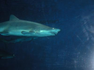 v3/39/1839/3/49638759.shark.jpg