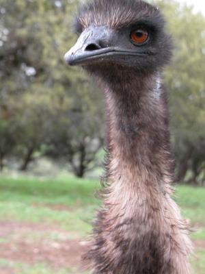 emu