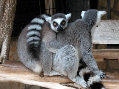 lemurs
