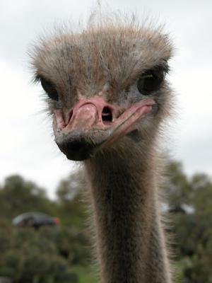 ostrich