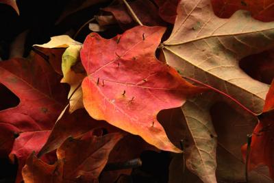 v3/39/1839/3/51033552.Oct2005b040.jpg