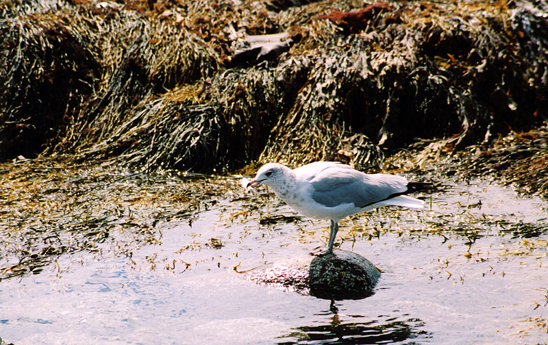 Lone Gull