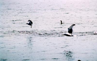 Gulls- Feeding Frenzy