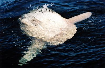 Ocean Sunfish 2