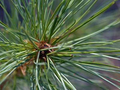 1pine.jpg