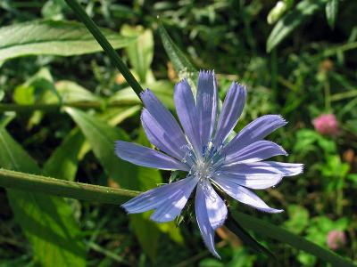 Blue Flower