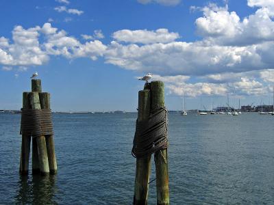 1gulls.jpg