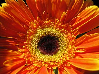1sunflower.jpg