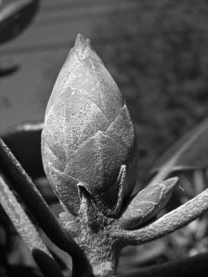 1bud.jpg