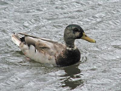 1duck.jpg