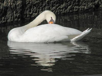 1swan.jpg
