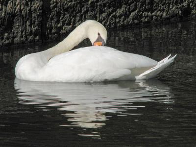 Swan