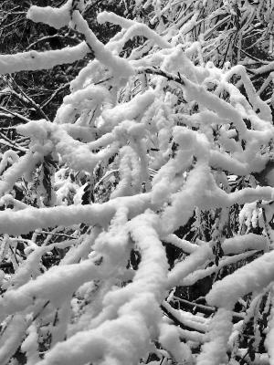 1branches.jpg