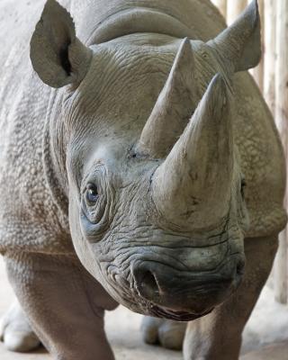Rhino at Chester Zoo