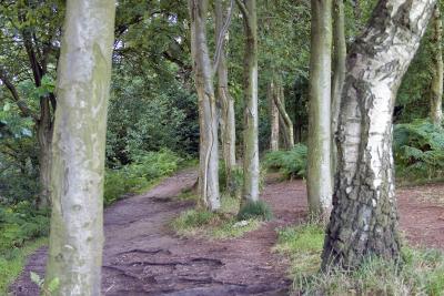Alderley Edge