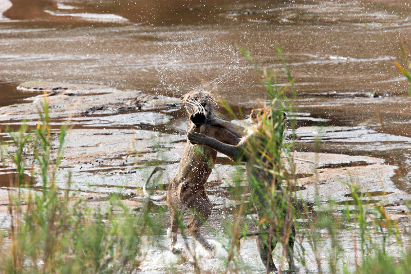 Lions Playing in Water