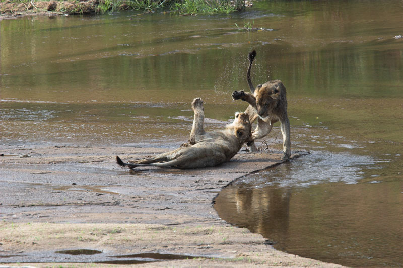 Lions Playing in Water