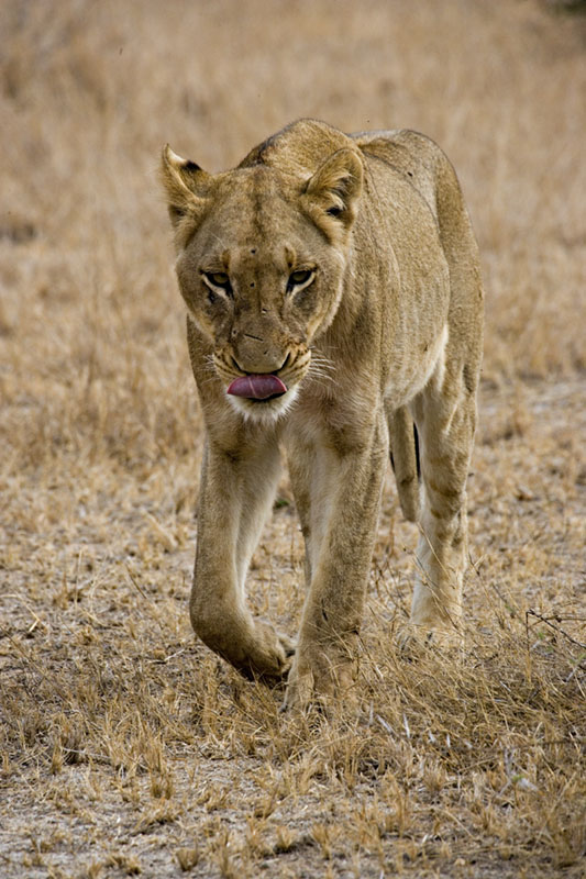Lion Walking