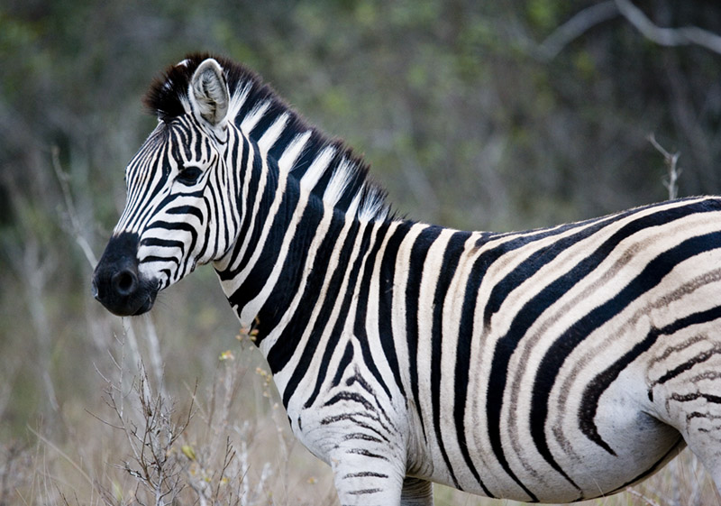 Zebra