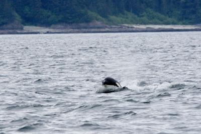 Orca Head