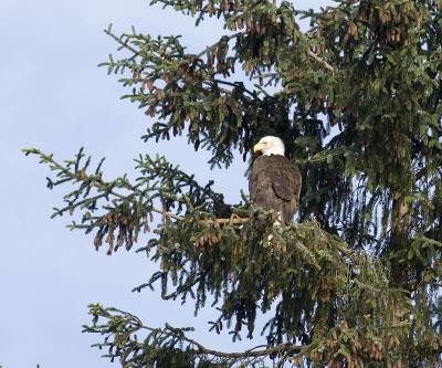 Bald Eagle On Nest