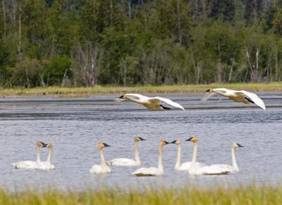 Trumpeter Geese