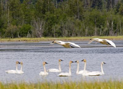 Trumpeter Geese