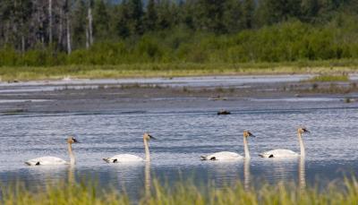 Trumpeter Geese