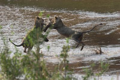 Lions Playing in Water