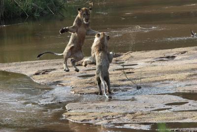 Lions Playing in Water - Lion Sands South Africa