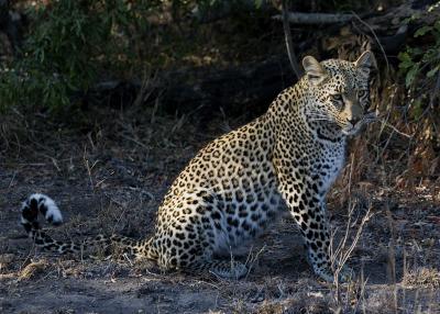 Female Leopard Cub