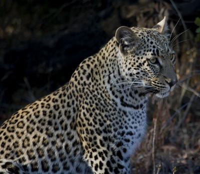 Female Leopard Cub
