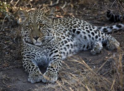 Female Leopard Cub