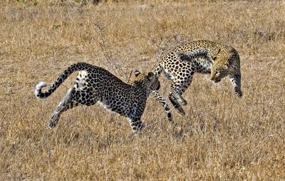 Female Leopard Cubs