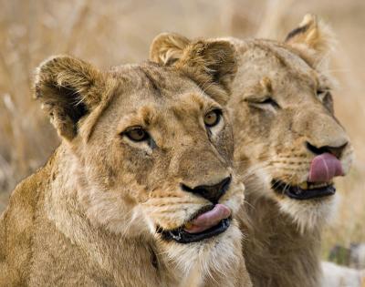 Lions Tongues