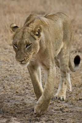 Lion Walking