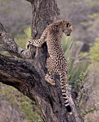 Cheetah in Tree