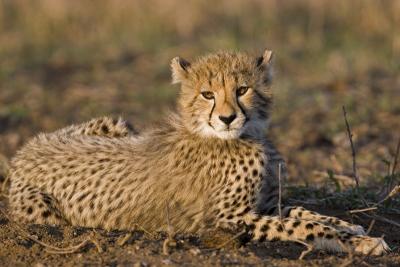 Cheetah cub