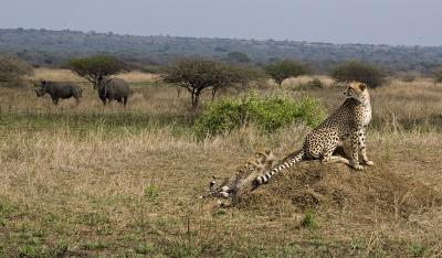 Cheetah Family and Rhinos