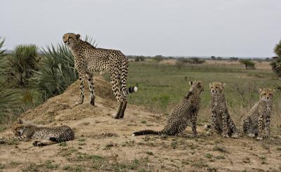 Cheetah Family