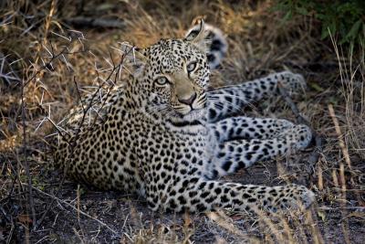 v3/39/403439/3/50493414.Leopardcub6.jpg