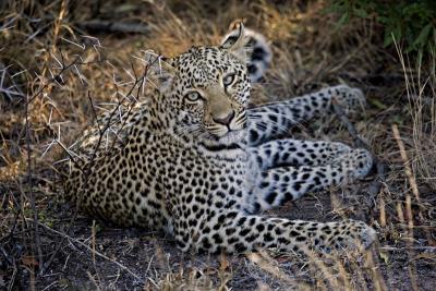 Leopard cub