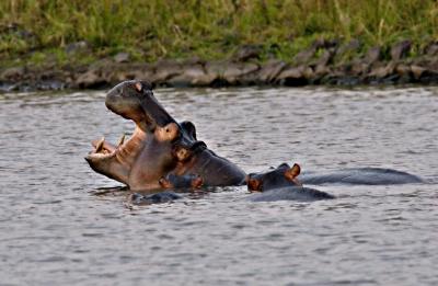 Hippo Bellowing
