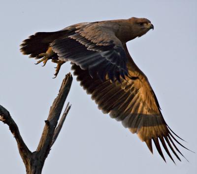 Tawny Eagle in Flight