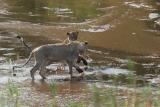 Lions Playing in Water