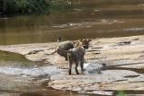 Lions Playing in Water