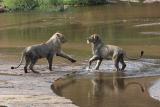 Lions Playing in Water